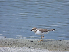 Charadrius dubius curonicus