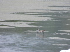 Calidris subminuta