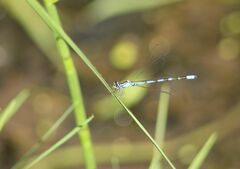 Coenagrion johanssoni