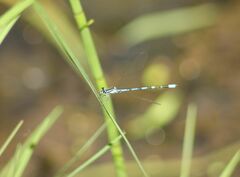 Coenagrion johanssoni