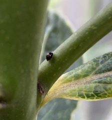 Serangium maculigerum