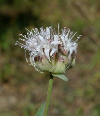 Monardella odoratissima pallida
