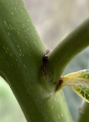 Serangium maculigerum