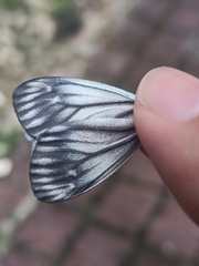 Pseudonyctemera dissimulata
