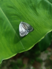 Pseudonyctemera dissimulata