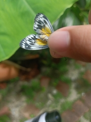 Pseudonyctemera dissimulata