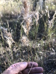 Rytidosperma setaceum