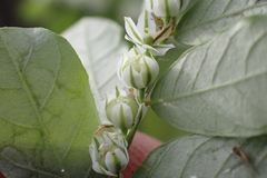Phyllanthus leucanthus