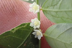 Phyllanthus leucanthus