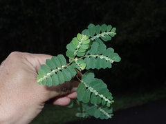 Phyllanthus leucanthus