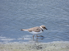 Charadrius dubius curonicus