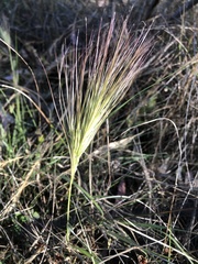 Aristida behriana