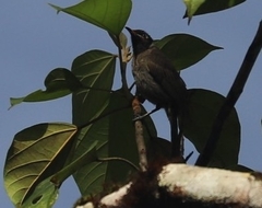 Bolemoreus frenatus