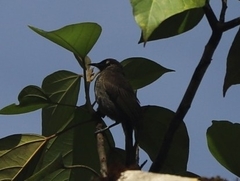 Bolemoreus frenatus