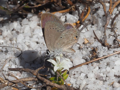Eicochrysops messapus messapus