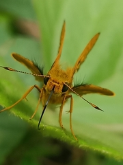 Cephrenes trichopepla