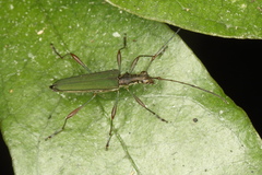 Calliprason sinclairi