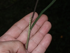 Paspalum langei