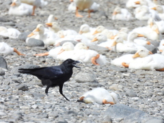 Corvus macrorhynchos colonorum