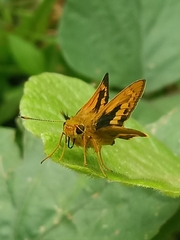 Cephrenes trichopepla