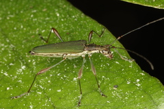 Calliprason sinclairi