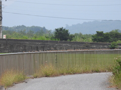 Passer montanus saturatus