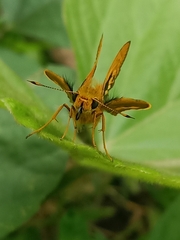 Cephrenes trichopepla