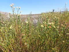 Gnidia oppositifolia