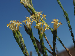 Gnidia oppositifolia