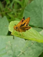 Cephrenes trichopepla