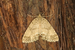 Pseudocoremia indistincta