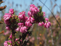 Erica maderi