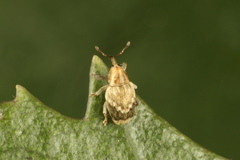 Aneuma compta
