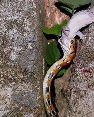 Coelognathus radiatus