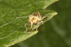 Aneuma compta