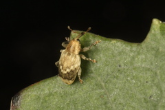 Aneuma compta