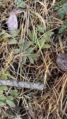 Sibbaldianthe orientalis