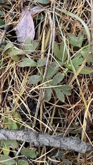 Sibbaldianthe orientalis