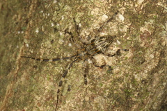 Hexatricha pulverulenta