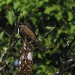 Ptiloris victoriae