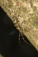 Hexatricha pulverulenta