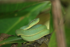Bothrops bilineatus