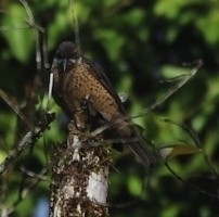 Ptiloris victoriae