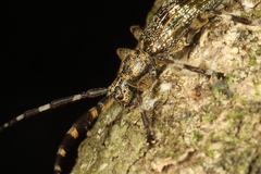 Hexatricha pulverulenta