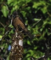 Ptiloris victoriae