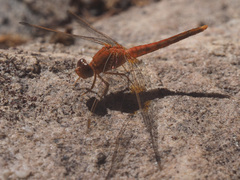Crocothemis sanguinolenta