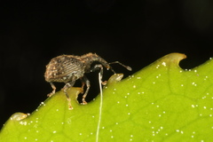 Tysius bicornis
