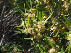 Metrosideros angustifolia