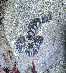 Clinocottus globiceps
