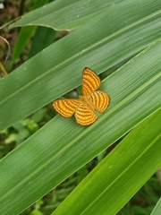 Zemeros emesoides